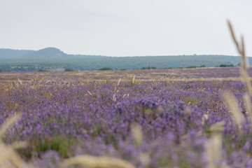 shooting lavender flowers on a hot summer day