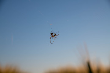 spiders on web