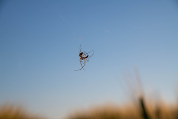 spider in flight