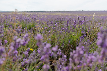 Fototapeta premium shooting lavender flowers on a hot summer day