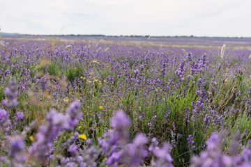 Obraz premium shooting lavender flowers on a hot summer day