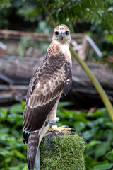 An eagle sitting on a tree