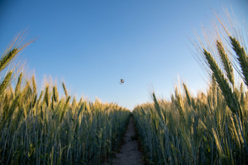 wheat and blue sky