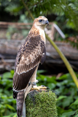 An eagle sitting on a tree
