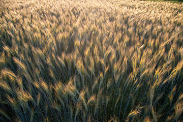 wheat in the wind