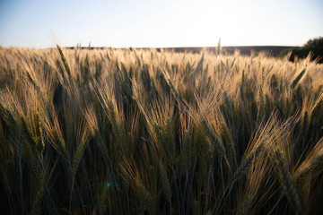 field of wheat