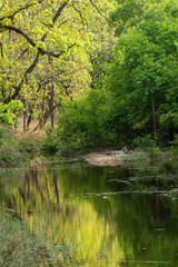 Royal bengal male tiger resting near water body of the jungle. Animal in green forest stream. Wild cat in nature habitat at bandhavgarh national park, madhya pradesh, india, asia