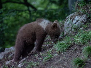 Fototapeta premium Brown bear (Ursus arctos) in summer forest by sunrise. Brown bear with young brown bear.