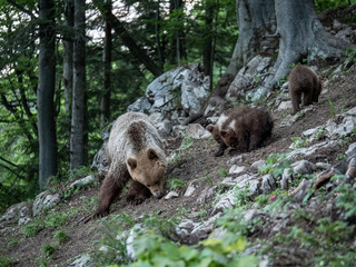 Brown bear (Ursus arctos) in summer forest by sunrise. Brown bear with young brown bear.