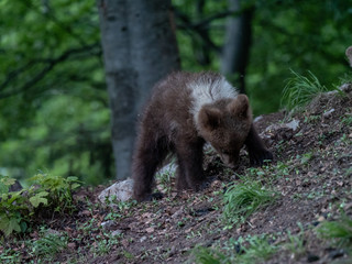 Brown bear (Ursus arctos) in summer forest by sunrise. Brown bear with young brown bear.