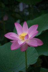 Pink Lotus