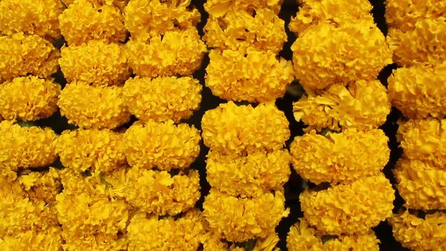 Beautiful Yellow Marigold flowers background- (Tagetes erecta, Mexican marigold, Aztec marigold, African marigold)