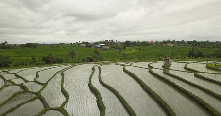 Beautiful view of the rice terraces in Bali