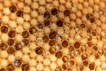 Schlüpfende Bienen in Waben