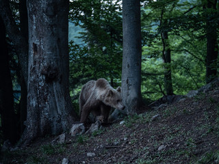 Brown bear (Ursus arctos) in summer forest after sunset. Brown bear in evening forest after sunset.