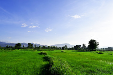 landscape with green field and blue sky rice