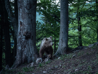 Brown bear (Ursus arctos) in summer forest after sunset. Brown bear in evening forest after sunset.