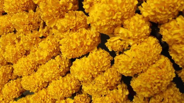 Beautiful Yellow Marigold flowers background- (Tagetes erecta, Mexican marigold, Aztec marigold, African marigold)