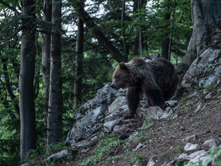 Obraz premium Brown bear (Ursus arctos) in summer forest after sunset. Brown bear in evening forest after sunset.