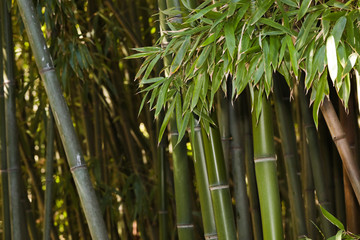 Fototapeta premium bamboo grove nature background