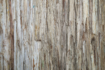 Fototapeta na wymiar bark tree background close up view