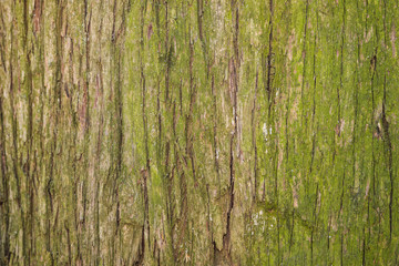 Fototapeta premium bark tree background close up view