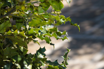 holly tree close up view