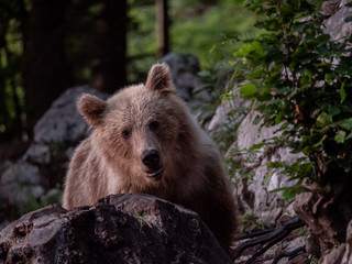 Brown bear (Ursus arctos) in summer forest by golden hour. Brown bear in evening forest by sunset.