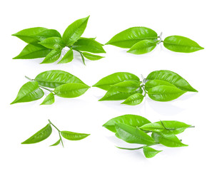 set of green tea on white background
