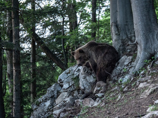Obraz na płótnie Canvas Brown bear (Ursus arctos) in summer forest after sunset. Brown bear in evening forest after sunset.