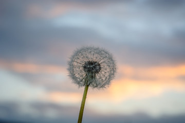 Blowball gegen den Abendhimmel