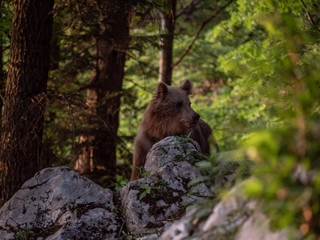 Brown bear (Ursus arctos) in summer forest by golden hour. Brown bear in evening forest by sunset.