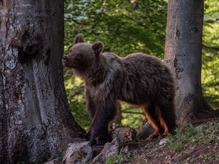 Brown bear (Ursus arctos) in summer forest by golden hour. Brown bear in evening forest by sunset.