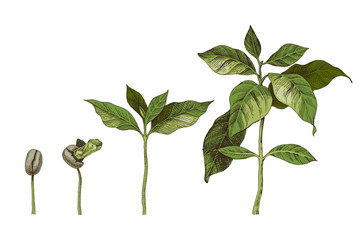 Hand drawn coffee seedlings. 4 stages of growing plant