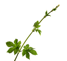 Branch of hop bush with green leaves on an isolated white background. Hop stem with foliage, isolate