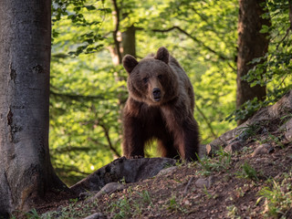 Brown bear (Ursus arctos) in summer forest by golden hour. Brown bear in evening forest by sunset.