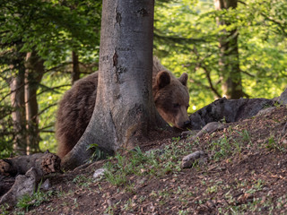 Brown bear (Ursus arctos) in summer forest by golden hour. Brown bear in evening forest by sunset.