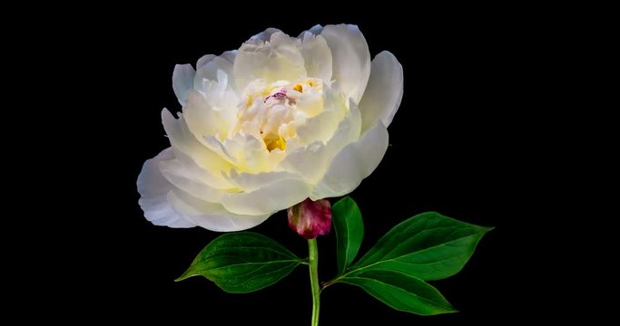 White Peony Flower Blooming. Black Background. Timelapse. 4K. Alpha channel