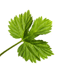 hop leaf on isolated white background, closeup.