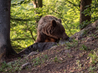 Brown bear (Ursus arctos) in summer forest by golden hour. Brown bear in evening forest by sunset.