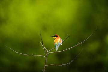 European bee-eater , Merops apiaster