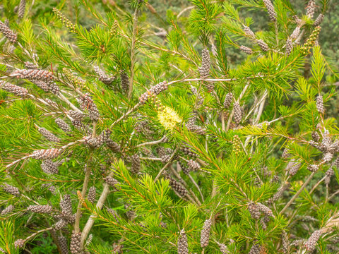 River bottlebrush