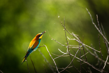 European bee-eater , Merops apiaster