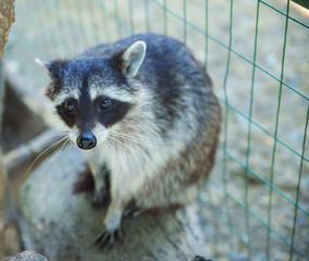 A family of raccoons in a zoo cage