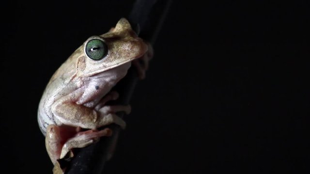 white frog and green eyed, an animal with vibrant eyes, black background,  Agalychnis callydrias.
