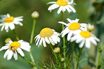 Daises in a wild nature