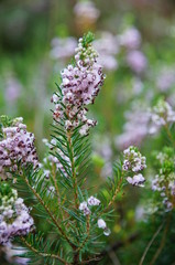 Lilac heather