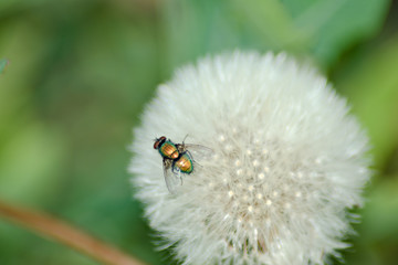 Fly on a flowering dandelion