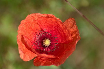 Common poppy flower