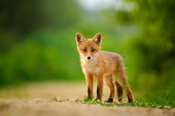 Red fox cub , Vulpes Vulpes - 274378605